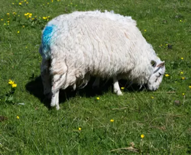 Markierung Markierung