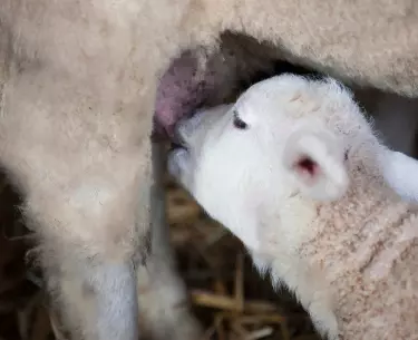 Milchgewinnung Milchgewinnung